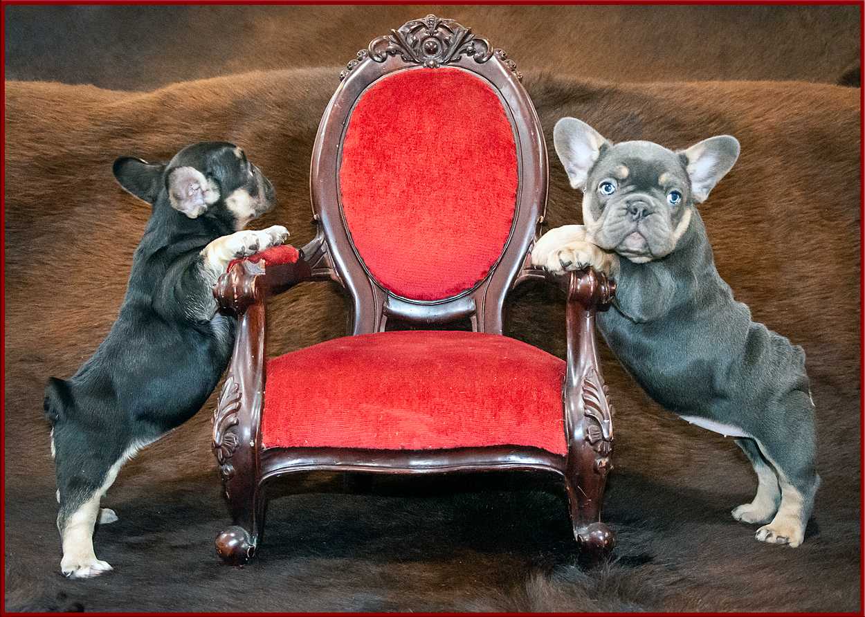 SOUTHERN HOME OF UNIQUE FRENCH BULLDOG PUPPIES – SOUTHERN FRENCHIES