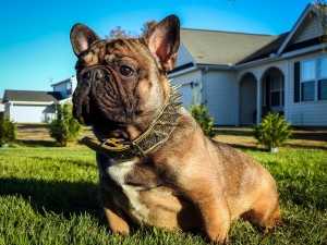 French Bulldogs From South Carolina